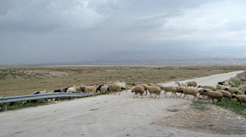 イズレル付近の道で、羊の群れ－「わたしが来たのは、羊がいのちを得、またそれを豊かに持つためです。わたしは、良い牧者です。良い牧者は羊のためにいのちを捨てます。」ヨハネ福音書１０章１０－１１